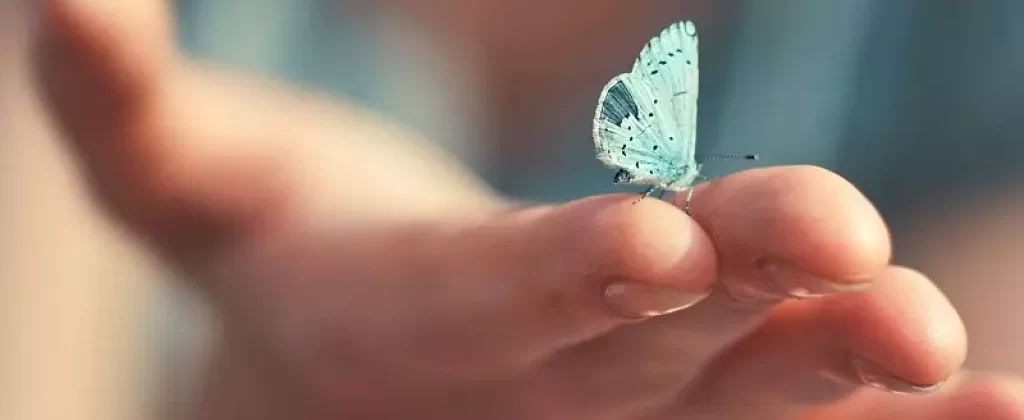 Tìm hiểu chung về hiệu ứng cánh bướm